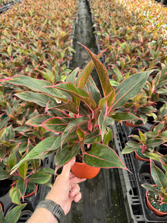 Aglaonema Siam